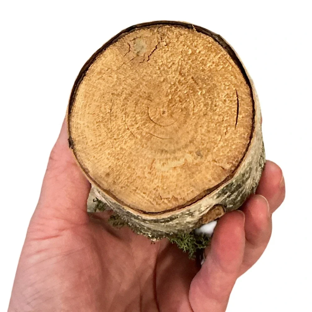 Rustic Artificial Succulent in Birch‎ Log Base with Moss and Terracotta Pot